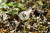 <img100*0:stuff/z/169023/Flower%2520Garden.II/i1277156360_15.jpg>