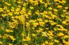<img100*0:stuff/z/169023/Flower%2520Garden.II/i1277156360_16.jpg>