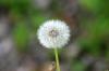 <img100*0:stuff/z/169023/Flower%2520Garden.II/i1277156360_17.jpg>