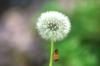 <img100*0:stuff/z/169023/Flower%2520Garden.II/i1277156360_18.jpg>