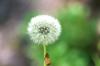 <img100*0:stuff/z/169023/Flower%2520Garden.II/i1277156360_19.jpg>
