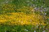 <img100*0:stuff/z/169023/Flower%2520Garden.II/i1277156360_20.jpg>