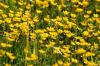 <img100*0:stuff/z/169023/Flower%2520Garden.II/i1277156360_21.jpg>