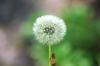 <img100*0:stuff/z/169023/Flower%2520Garden.II/i1277156360_9.jpg>