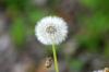 <img100*0:stuff/z/169023/Flower%2520Garden.II/i1277156361_22.jpg>