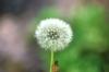 <img100*0:stuff/z/169023/Flower%2520Garden.II/i1277156361_23.jpg>