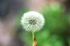 <img100*0:stuff/z/169023/Flower%2520Garden.II/i1277156361_24.jpg>
