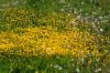 <img100*0:stuff/z/169023/Flower%2520Garden.II/i1277156361_25.jpg>