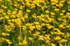 <img100*0:stuff/z/169023/Flower%2520Garden.II/i1277156361_26.jpg>