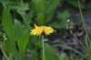 <img100*0:stuff/z/169023/Flower%2520Garden.II/i1277156361_27.jpg>