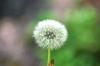 <img100*0:stuff/z/169023/Flower%2520Garden.II/i1277156361_28.jpg>