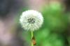 <img100*0:stuff/z/169023/Flower%2520Garden.II/i1277156361_29.jpg>