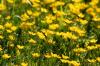 <img100*0:stuff/z/169023/Flower%2520Garden.II/i1277156361_30.jpg>