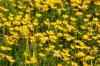 <img100*0:stuff/z/169023/Flower%2520Garden.II/i1277156361_31.jpg>