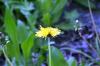 <img100*0:stuff/z/169023/Flower%2520Garden.II/i1277156361_32.jpg>