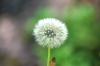 <img100*0:stuff/z/169023/Flower%2520Garden.II/i1277156361_33.jpg>