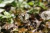 <img100*0:stuff/z/169023/Flower%2520Garden.II/i1277156361_34.jpg>