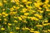 <img100*0:stuff/z/169023/Flower%2520Garden.II/i1277156362_35.jpg>