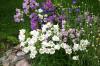 <img100*0:stuff/z/169023/Flower%2520Garden/i1277156434_1.jpg>
