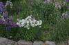 <img100*0:stuff/z/169023/Flower%2520Garden/i1277156434_10.jpg>