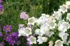<img100*0:stuff/z/169023/Flower%2520Garden/i1277156434_11.jpg>