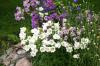<img100*0:stuff/z/169023/Flower%2520Garden/i1277156434_2.jpg>