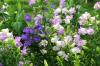 <img100*0:stuff/z/169023/Flower%2520Garden/i1277156434_3.jpg>
