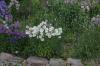 <img100*0:stuff/z/169023/Flower%2520Garden/i1277156434_4.jpg>