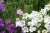 <img100*0:stuff/z/169023/Flower%2520Garden/i1277156434_5.jpg>