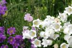 Flower Garden
