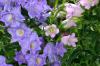 <img100*0:stuff/z/169023/Flower%2520Garden/i1277156434_6.jpg>