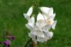 <img100*0:stuff/z/169023/Flower%2520Garden/i1277156434_7.jpg>