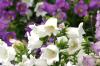 <img100*0:stuff/z/169023/Flower%2520Garden/i1277156434_8.jpg>