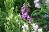 <img100*0:stuff/z/169023/Flower%2520Garden/i1277156434_9.jpg>
