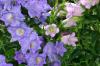 <img100*0:stuff/z/169023/Flower%2520Garden/i1277156435_12.jpg>