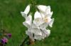 <img100*0:stuff/z/169023/Flower%2520Garden/i1277156435_13.jpg>