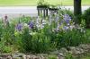 <img100*0:stuff/z/169023/Flower%2520Garden/i1277156435_14.jpg>