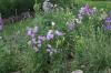 <img100*0:stuff/z/169023/Flower%2520Garden/i1277156435_15.jpg>