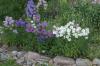 <img100*0:stuff/z/169023/Flower%2520Garden/i1277156435_16.jpg>