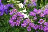 <img100*0:stuff/z/169023/Flower%2520Garden/i1277156435_17.jpg>