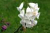 <img100*0:stuff/z/169023/Flower%2520Garden/i1277156435_18.jpg>