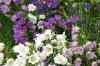 <img100*0:stuff/z/169023/Flower%2520Garden/i1277156435_19.jpg>