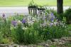 <img100*0:stuff/z/169023/Flower%2520Garden/i1277156435_20.jpg>