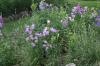 <img100*0:stuff/z/169023/Flower%2520Garden/i1277156435_21.jpg>