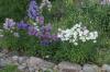 <img100*0:stuff/z/169023/Flower%2520Garden/i1277156435_22.jpg>