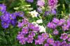 <img100*0:stuff/z/169023/Flower%2520Garden/i1277156436_23.jpg>
