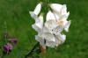 <img100*0:stuff/z/169023/Flower%2520Garden/i1277156436_24.jpg>