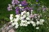 <img100*0:stuff/z/169023/Flower%2520Garden/i1277156436_25.jpg>