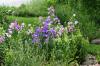 <img100*0:stuff/z/169023/Flower%2520Garden/i1277156436_27.jpg>