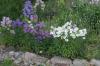<img100*0:stuff/z/169023/Flower%2520Garden/i1277156436_28.jpg>